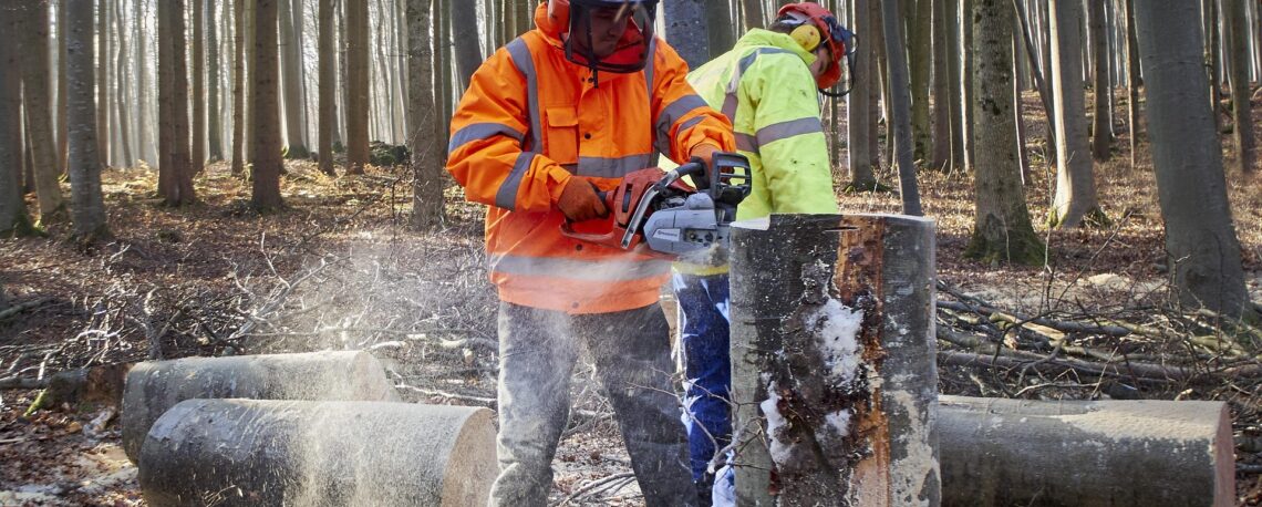 nordseher forest 2830790 1920